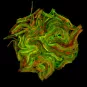 Mycobacterium - fluoresecence - Institut Pasteur