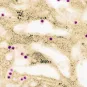 In-Cell-Art, l’Institut Pasteur et BioNet-Asia annoncent le développement en collaboration d’un candidat vaccin contre la dengue 