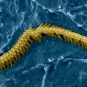 Inner hair cell - audition - Institut Pasteur