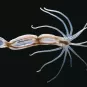 L’anémone de mer, un animal qui cache bien sa complexité
