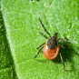 Ixodes ricinus - Institut Pasteur