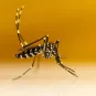 Aedes albopictus - Institut Pasteur