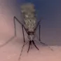 Moustique et paludisme Institut Pasteur