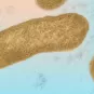 Elizabethkingia anophelis, microscopie électronique. © Institut Pasteur