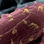 Phagothérapie : les mécanismes d’action fondamentaux décryptés - Institut Pasteur