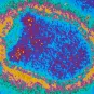 Virus de la rage