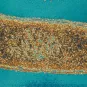 Vibrio cholerae - Institut Pasteur