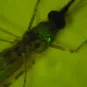 Anopheles stephensi infectée par Plasmodium berghei. 
