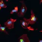 Macrophages infectés par M. tuberculosis (en vert), observés par microscopie confocale. © Réseau international des Instituts Pasteur