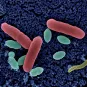Résistance aux antibiotiques - Institut Pasteur