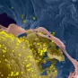 Françoise Barré-Sinoussi et ses travaux sur le virus VIH1 - Institut Pasteur