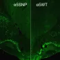 mutation SNPα5 - tabac -alcool - Institut Pasteur