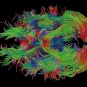 institut pasteur - neuroscience