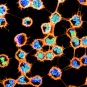 Nanotubes - Institut Pasteur
