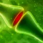 Institut Pasteur - synapses - neuroscience