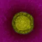 Fiche Maladie - Coronavirus de Wuhan - Institut Pasteur