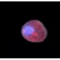 Leishmania - Institut Pasteur