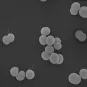 Neisseria meningitis - Institut Pasteur