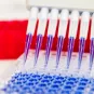 Réseau International des Instituts Pasteur : La stratégie scientifique collective s’intensifie 