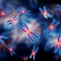 Développement sexuel - Institut Pasteur