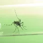 Aedes aegypti - Institut Pasteur 