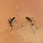 Aedes aegypti - Institut Pasteur