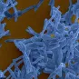 MOOC Tuberculosis 2020 - Institut Pasteur