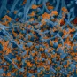 Test K - institut pasteur