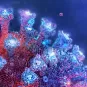 Covid and immune system