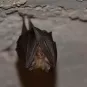 chauve-souris - Institut Pasteur