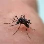 Le moustique Aedes aegypti est vecteur de la dengue, du chikungunya, de la fièvre jaune et de zika