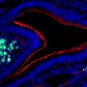 Découverte d’une fonction mémoire de l’immunité innée intestinale
