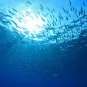 Quels sont les premiers ancêtres de nos poissons modernes ?