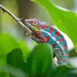 Photo illustrative Madagascar 