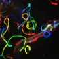 Migration des sporozoïtes de Plasmodium dans la peau © Institut Pasteur/Pauline Formaglio et Rogerio Amino