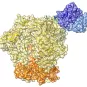 Rémission de l’infection par le VIH-1 : découverte d’anticorps neutralisants à large spectre impliqués dans le contrôle du virus
