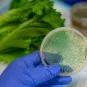 Comment le microbiome des voies respiratoires influence la gravité des pneumonies bactériennes