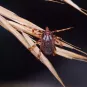 Hyalomma marginatum