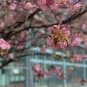 Cherry blossom and Pasteur Glasshouse
