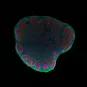 Observation d'un organoïde cérébral de 2 mois au microscope