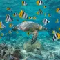 Photo illustrative sous marine de la Polynésie 