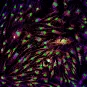 réseau mitochondrial © Timothy Wai / Institut Pasteur