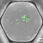 microfluidique copyright Institut Pasteur