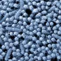 Escherichia coli uropathogènes dans un biofilm - Institut Pasteur