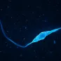  Leishmania major copyright Institut Pasteur