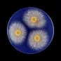 aspergillusflavus copyright Institut Pasteur