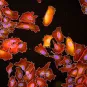 Listeria monocytogenes copyright Institut Pasteur
