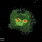 Cellules dendritiques de souris infectées par Leishmania mexicana amazonensis 