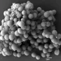 staphylococcus_aureus copyright Institut Pasteur