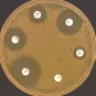antibiogramme © Institut Pasteur